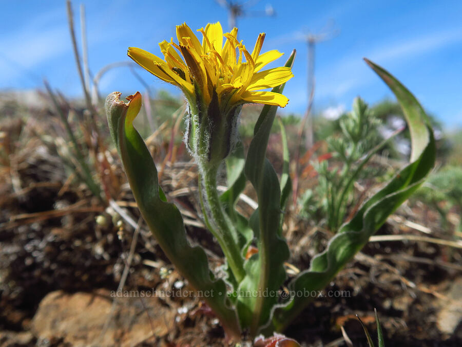 false agoseris (Nothocalais troximoides (Microseris troximoides)) [Stacker Butte, Klickitat County, Washington]