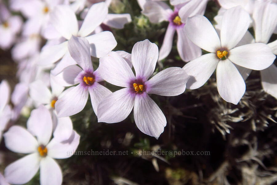 Hood's phlox (Phlox hoodii ssp. canescens (Phlox canescens)) [Stacker Butte, Klickitat County, Washington]