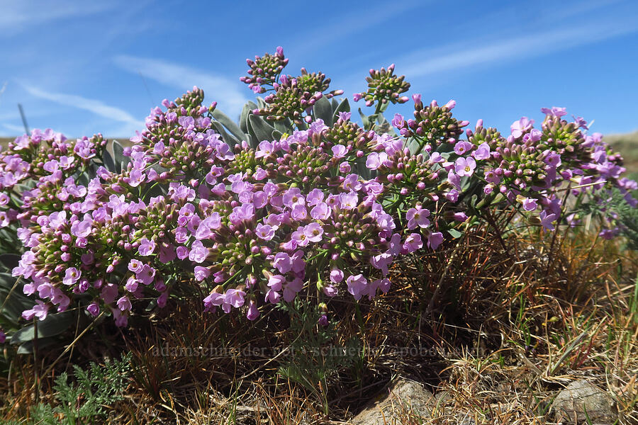 dagger-pod (Phoenicaulis cheiranthoides) [Stacker Butte, Klickitat County, Washington]