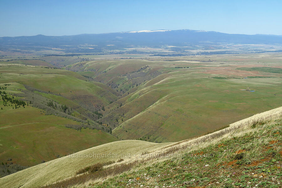 Swale Canyon & Simcoe Mountains [Stacker Butte, Klickitat County, Washington]