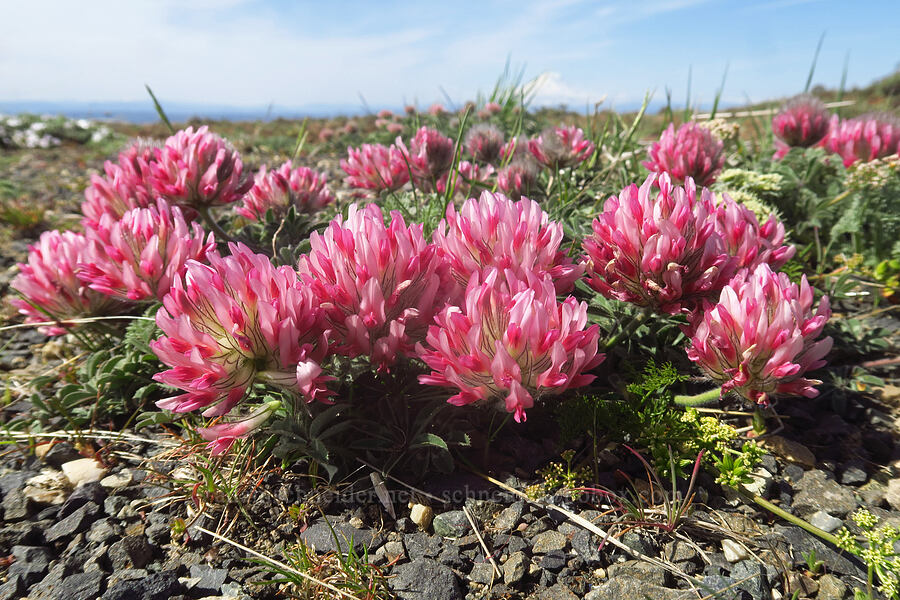 big-head clover (Trifolium macrocephalum) [Stacker Butte, Klickitat County, Washington]