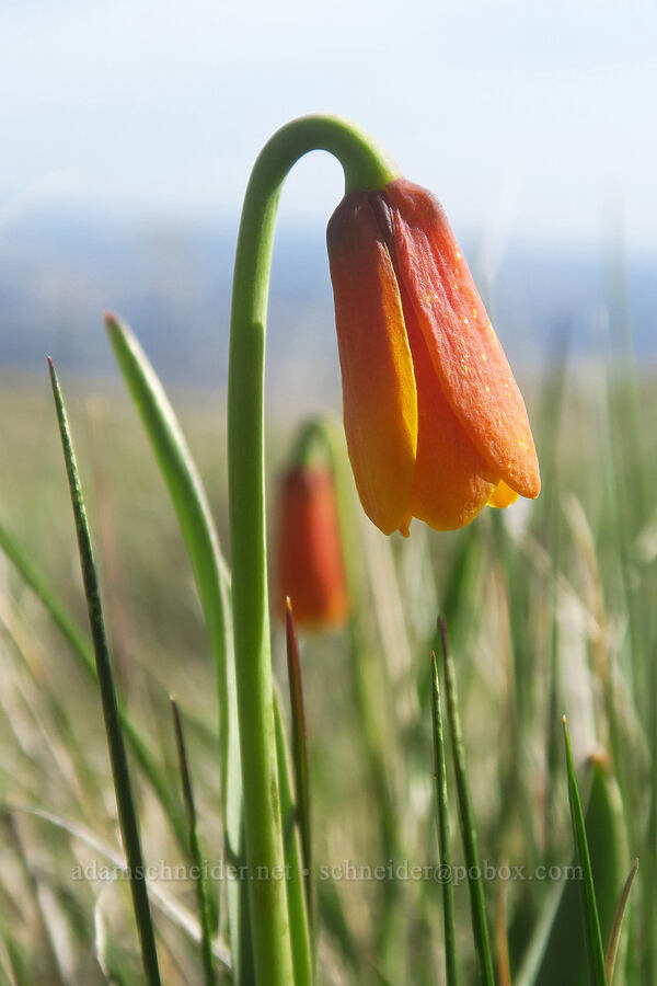 yellow bells, fading through orange to red (Fritillaria pudica) [Columbia Hills Natural Area Preserve, Klickitat County, Washington]