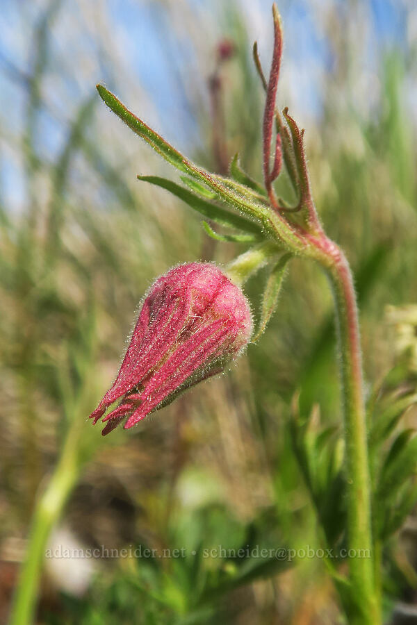 prairie smoke (Geum triflorum) [Columbia Hills Natural Area Preserve, Klickitat County, Washington]
