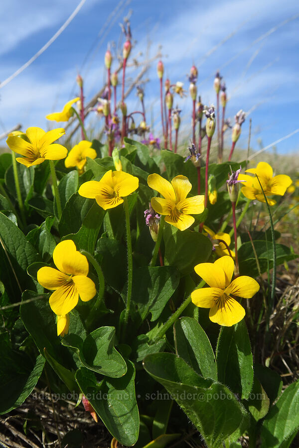 upland yellow violets (Viola praemorsa (Viola nuttallii var. praemorsa)) [Columbia Hills Natural Area Preserve, Klickitat County, Washington]