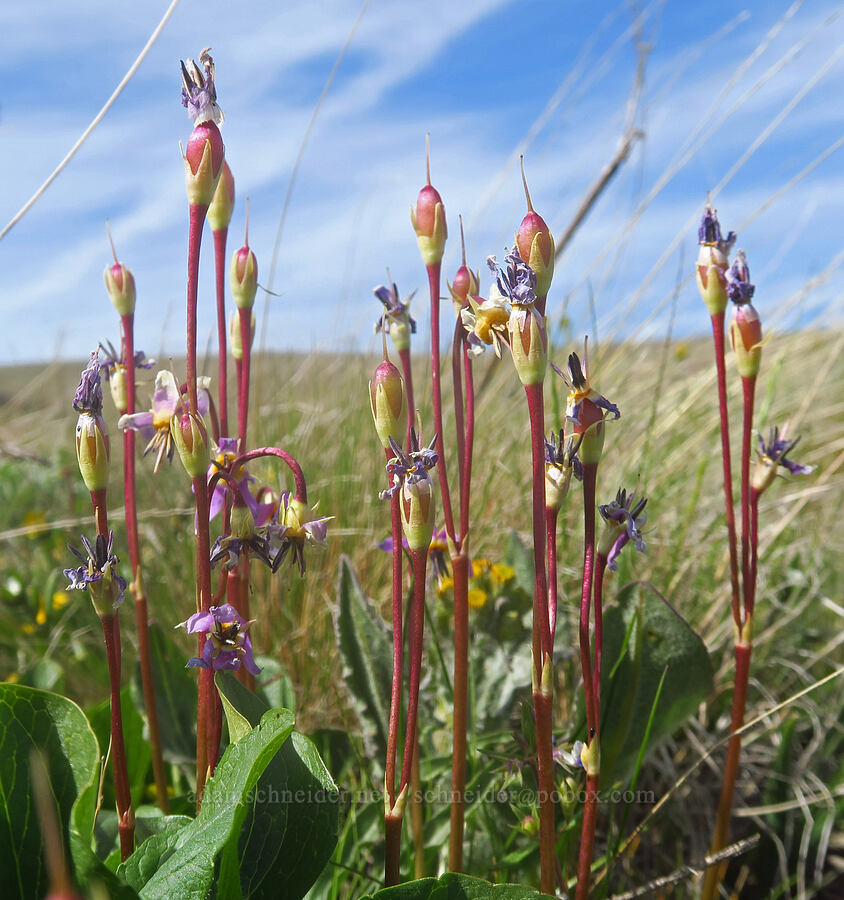 desert shooting-stars, going to seed (Dodecatheon conjugens (Primula conjugens)) [Columbia Hills Natural Area Preserve, Klickitat County, Washington]