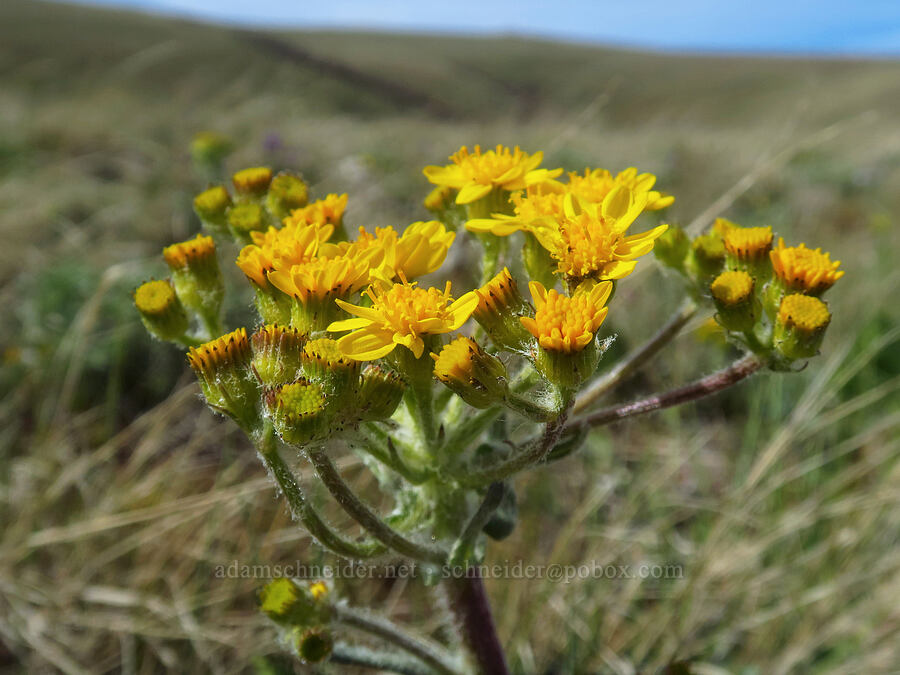 western groundsel (Senecio integerrimus) [Columbia Hills Natural Area Preserve, Klickitat County, Washington]
