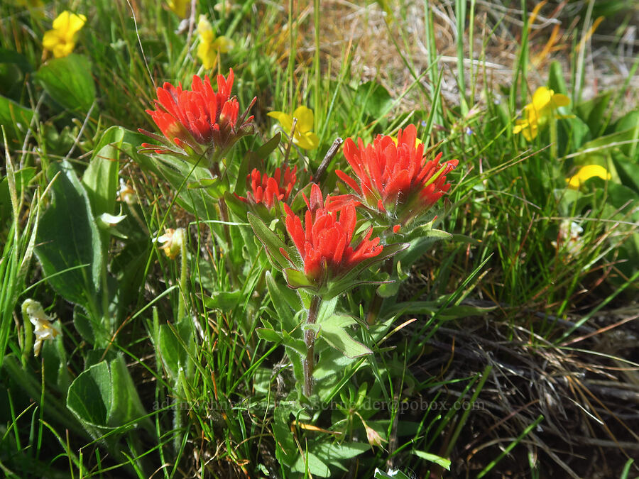paintbrush & violets (Castilleja hispida, Viola praemorsa (Viola nuttallii var. praemorsa)) [Columbia Hills Natural Area Preserve, Klickitat County, Washington]