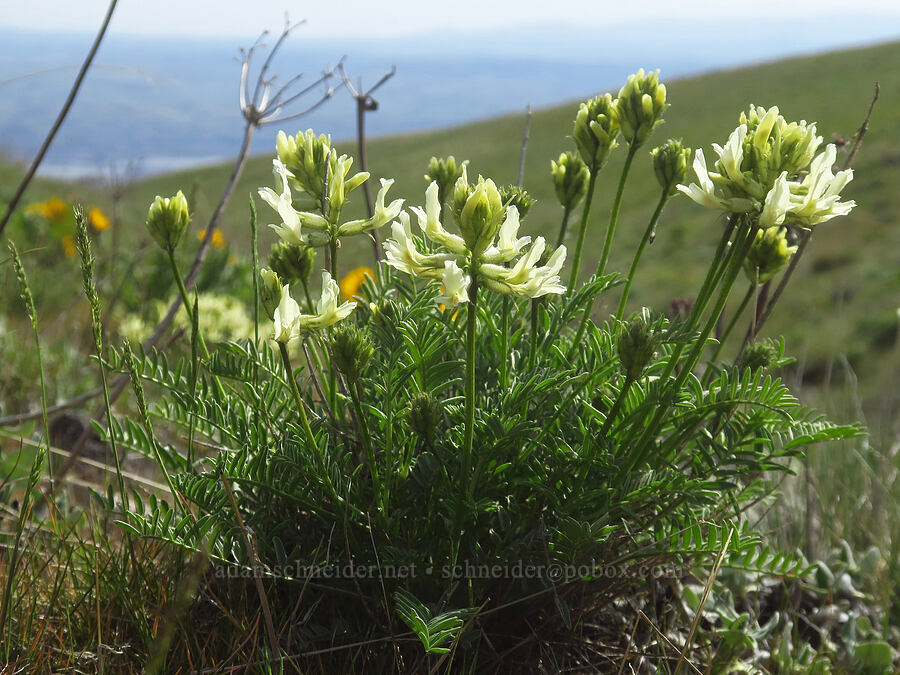 Yakima milk-vetch (Astragalus reventiformis) [Columbia Hills Natural Area Preserve, Klickitat County, Washington]