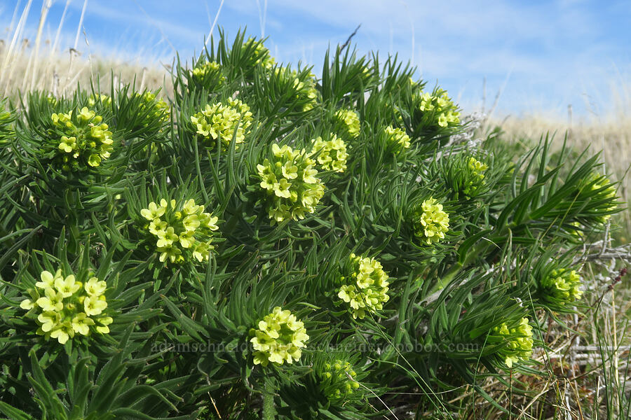 Columbia puccoon (Lithospermum ruderale) [Columbia Hills Natural Area Preserve, Klickitat County, Washington]
