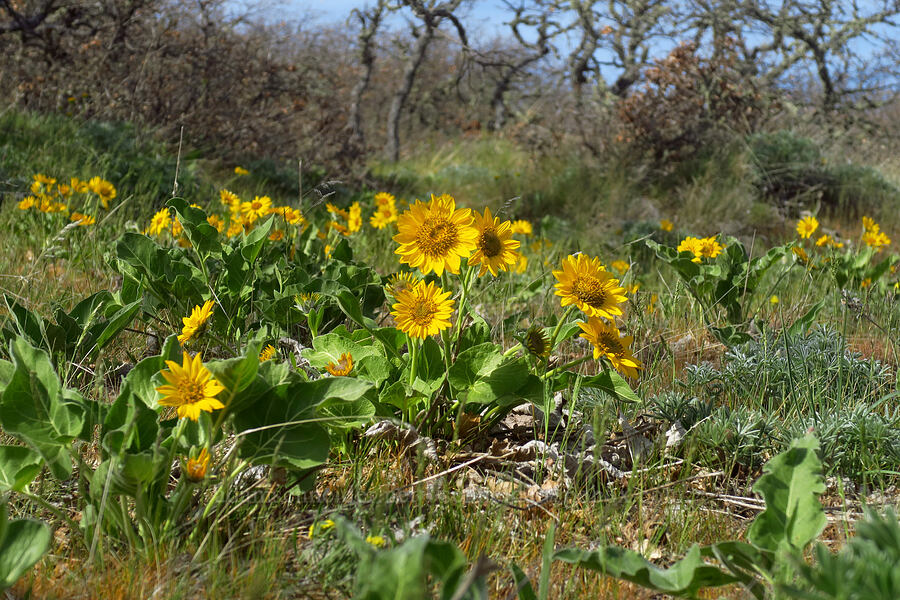 balsamroot (Balsamorhiza sp.) [Columbia Hills Natural Area Preserve, Klickitat County, Washington]