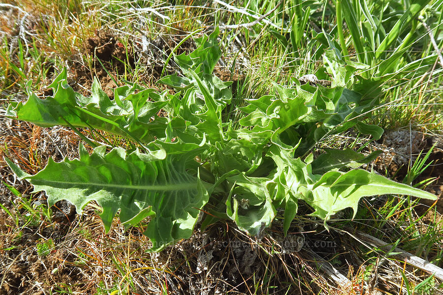 weird balsamroot leaves (Balsamorhiza sp.) [Columbia Hills Natural Area Preserve, Klickitat County, Washington]