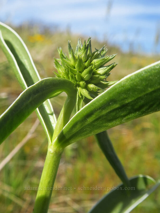white-stem frasera, budding (Frasera albicaulis var. columbiana (Swertia columbiana)) [Columbia Hills Natural Area Preserve, Klickitat County, Washington]