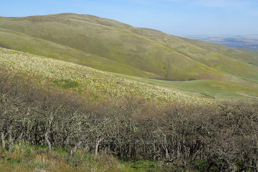 Columbia Hills [Columbia Hills Natural Area Preserve, Klickitat County, Washington]