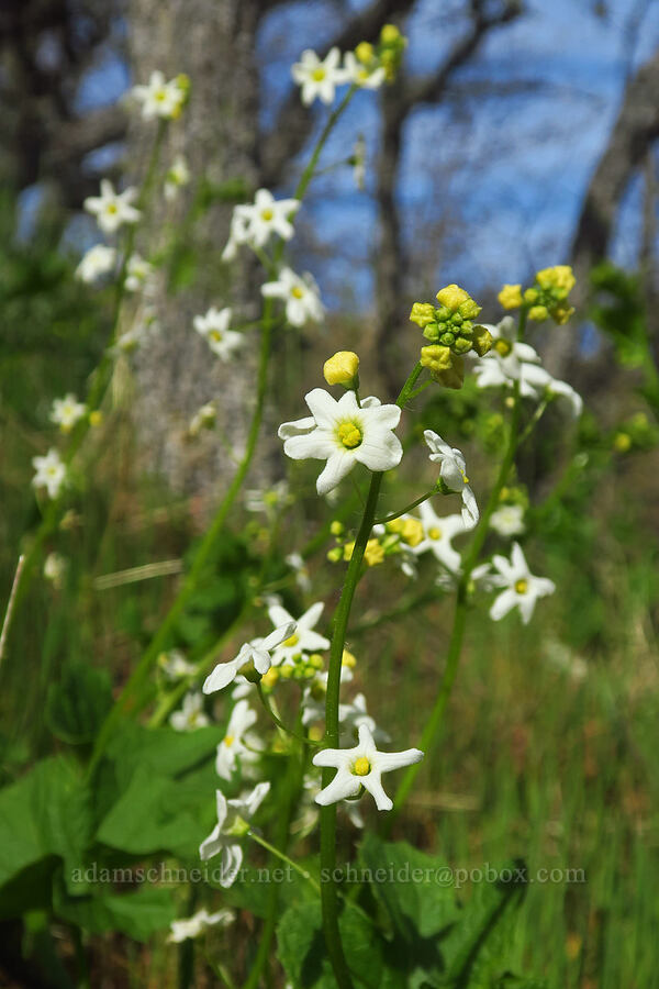 coastal manroot (Marah oregana (Marah oreganus)) [Columbia Hills Natural Area Preserve, Klickitat County, Washington]