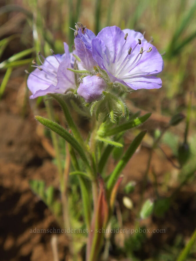 thread-leaf phacelia (Phacelia linearis) [Columbia Hills State Park, Klickitat County, Washington]