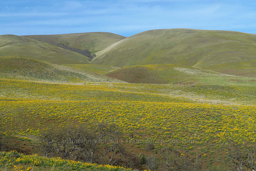 balsamroot (Balsamorhiza sp.) [Columbia Hills State Park, Klickitat County, Washington]