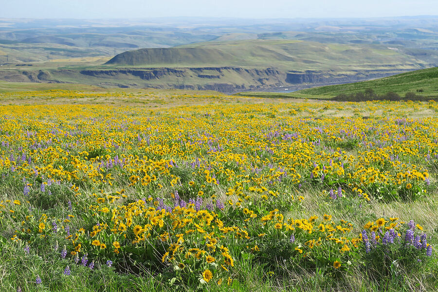 balsamroot & lupine (Balsamorhiza sp., Lupinus sp.) [Columbia Hills State Park, Klickitat County, Washington]