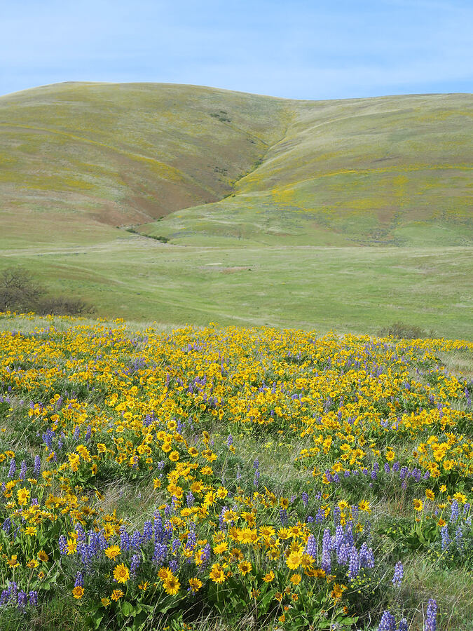 balsamroot & lupine (Balsamorhiza sp., Lupinus sp.) [Columbia Hills State Park, Klickitat County, Washington]