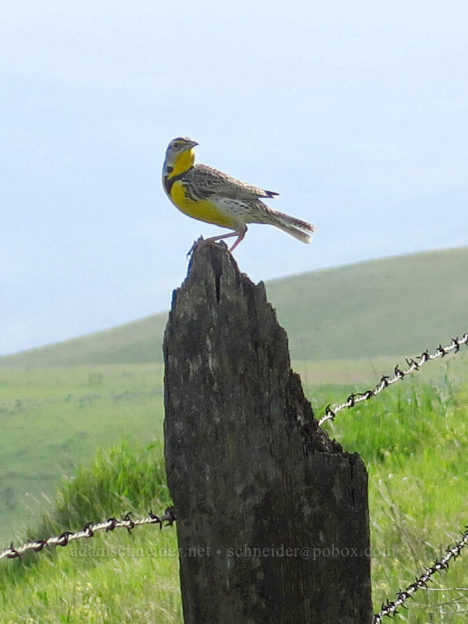 western meadowlark (Sturnella neglecta) [Dalles Mountain Road, Klickitat County, Washington]