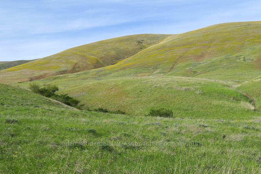 wildflower-covered hills [Dalles Mountain Road, Klickitat County, Washington]
