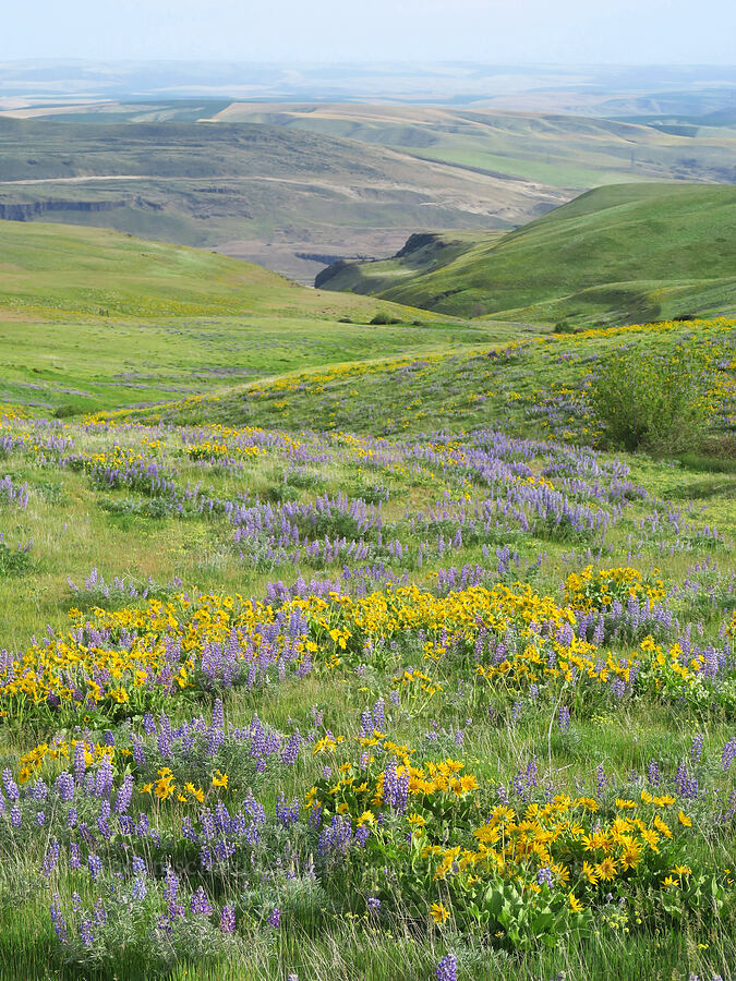 balsamroot & lupine (Balsamorhiza sp., Lupinus sp.) [Dalles Mountain Road, Klickitat County, Washington]