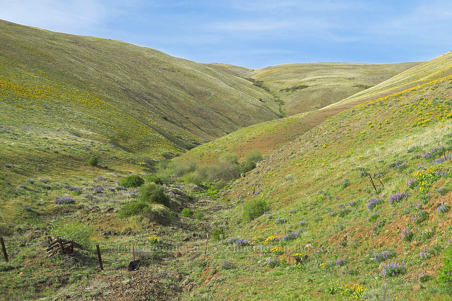 balsamroot & lupine (Balsamorhiza sp., Lupinus sp.) [Dalles Mountain Road, Klickitat County, Washington]