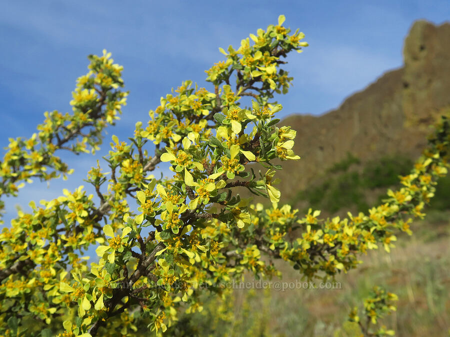 antelope bitter-brush (Purshia tridentata) [Horsethief Butte, Klickitat County, Washington]