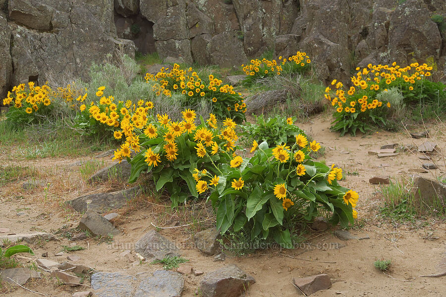 balsamroot (Balsamorhiza sp.) [Horsethief Butte, Klickitat County, Washington]