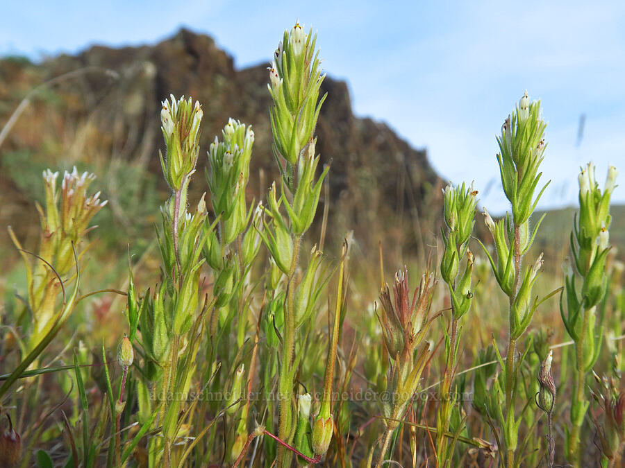narrow-leaf paintbrush (valley tassels) (Castilleja attenuata (Orthocarpus attenuatus)) [Horsethief Butte, Klickitat County, Washington]