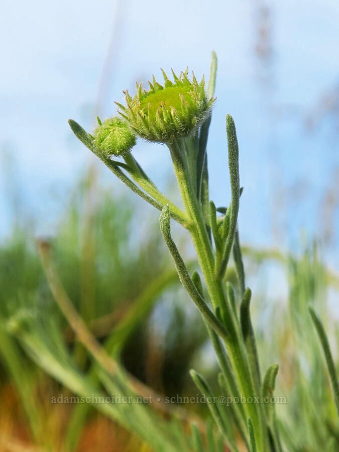 thread-leaf fleabane, budding (Erigeron filifolius) [Horsethief Butte, Klickitat County, Washington]