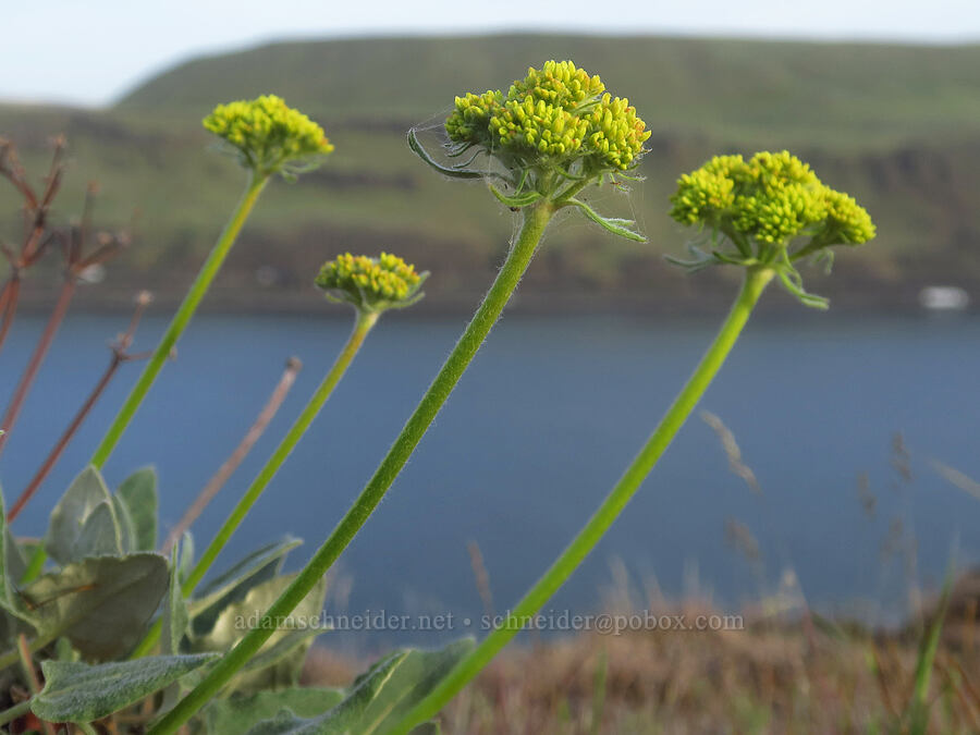 heart-leaf buckwheat (Eriogonum compositum) [Horsethief Butte, Klickitat County, Washington]