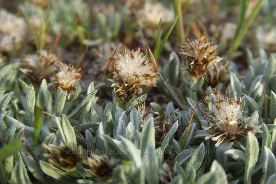 low pussy-toes (Antennaria dimorpha) [Horsethief Butte, Klickitat County, Washington]