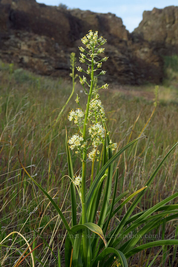 panicled death-camas (Toxicoscordion paniculatum (Zigadenus paniculatus)) [Horsethief Butte, Klickitat County, Washington]