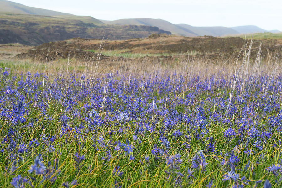 camas (Camassia leichtlinii ssp. suksdorfii) [Horsethief Butte, Klickitat County, Washington]