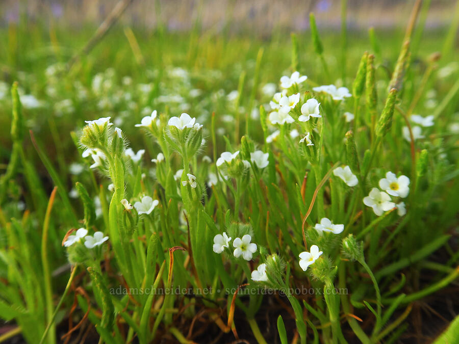 popcorn flower in a vernal pool (Plagiobothrys sp.) [Horsethief Butte, Klickitat County, Washington]