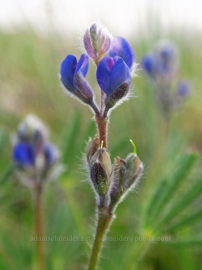 small-flowered lupine (Lupinus micranthus (Lupinus polycarpus)) [Horsethief Butte, Klickitat County, Washington]