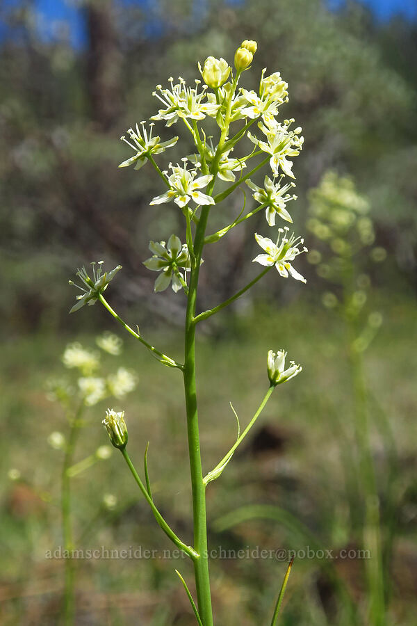 death-camas (Toxicoscordion sp. (Zigadenus sp.)) [Eight Dollar Mountain Botanical Area, Josephine County, Oregon]