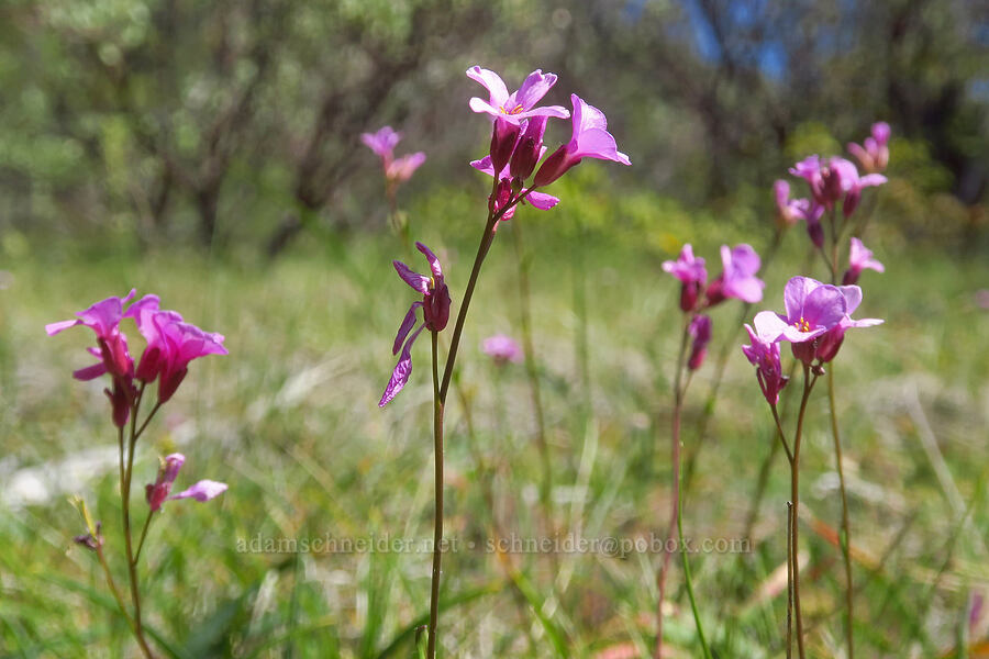 Waldo rock-cress (Arabis aculeolata) [Eight Dollar Mountain Botanical Area, Josephine County, Oregon]