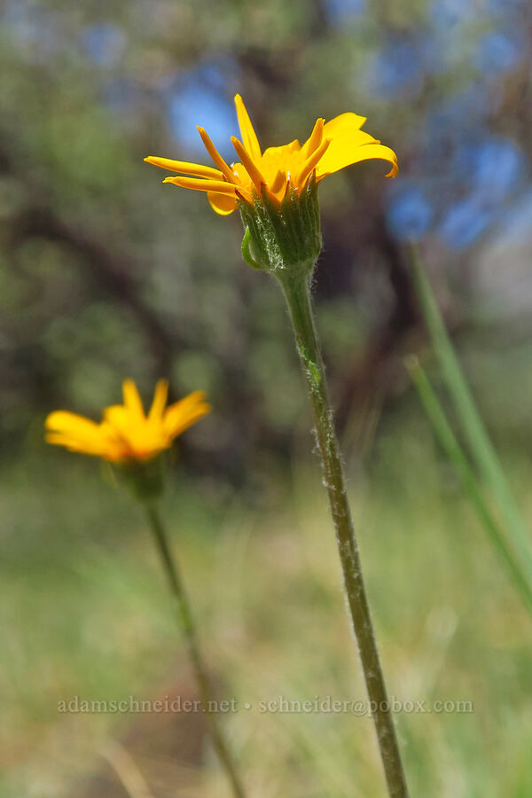 serpentine groundsel (Siskiyou butterweed) (Packera hesperia (Senecio hesperius)) [Eight Dollar Mountain Botanical Area, Josephine County, Oregon]