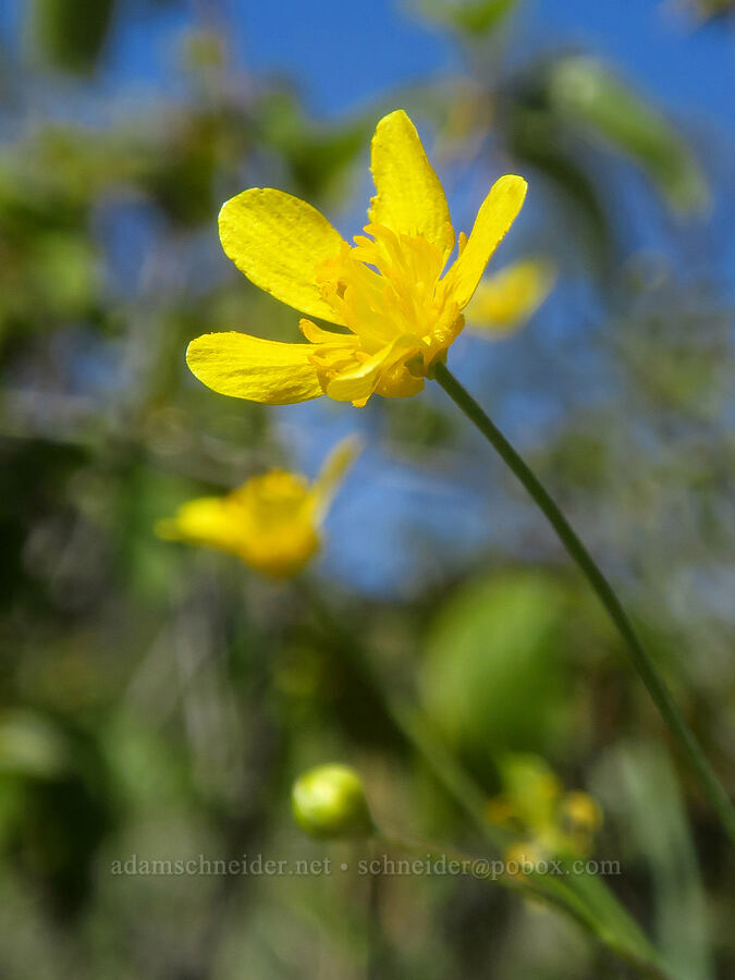straight-beak buttercup (Ranunculus orthorhynchus) [Eight Dollar Mountain Botanical Area, Josephine County, Oregon]