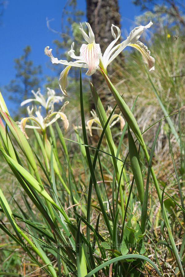 yellow-leaf iris (Iris chrysophylla) [Eight Dollar Mountain Botanical Area, Josephine County, Oregon]