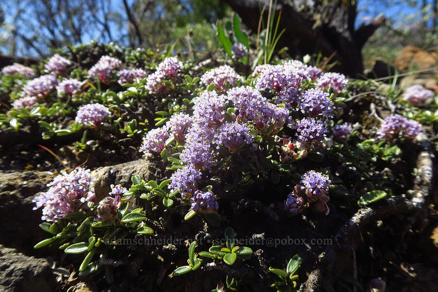 Siskiyou mat (Ceanothus pumilus) [Eight Dollar Mountain Botanical Area, Josephine County, Oregon]