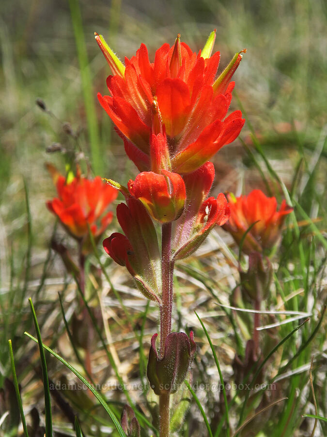 short-lobe paintbrush (Castilleja brevilobata (Castilleja hispida ssp. brevilobata)) [Eight Dollar Mountain Botanical Area, Josephine County, Oregon]