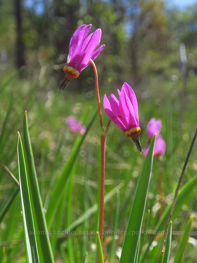 dark-throated shooting stars (Dodecatheon pulchellum var. monanthum (Primula pauciflora var. monantha)) [Eight Dollar Mountain Botanical Area, Josephine County, Oregon]