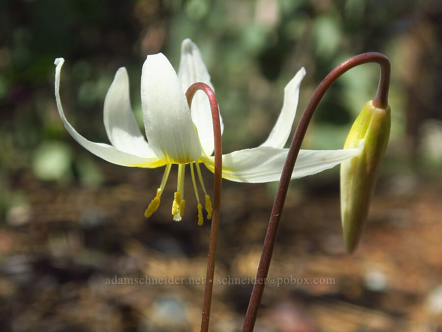 lemon fawn lilies (Erythronium citrinum) [Days Gulch Botanical Area, Josephine County, Oregon]
