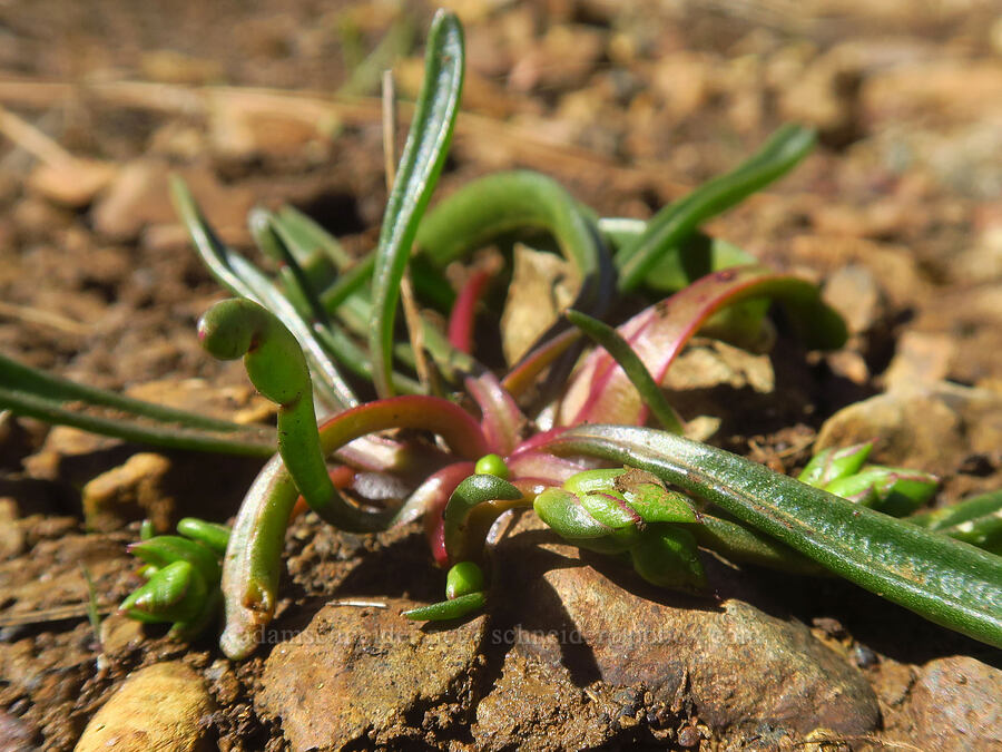 opposite-leaf lewisia leaves (Lewisia oppositifolia) [Days Gulch Botanical Area, Josephine County, Oregon]