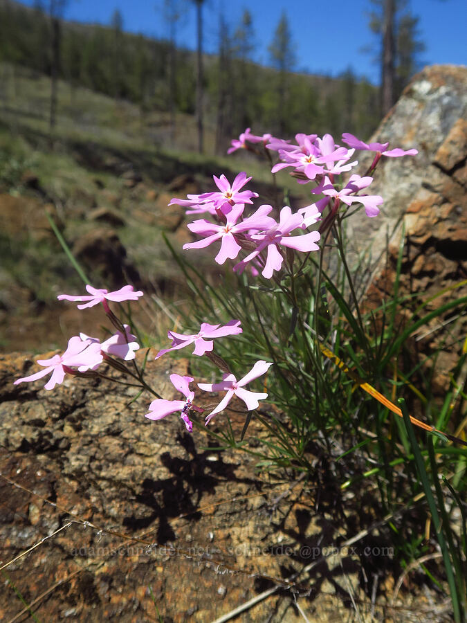 showy phlox (Phlox speciosa) [Days Gulch Botanical Area, Josephine County, Oregon]