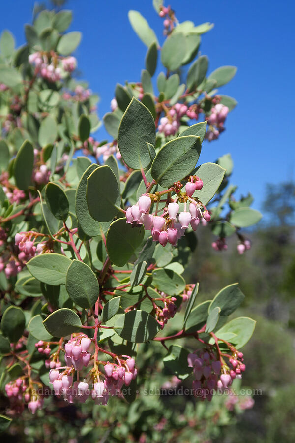 white-leaf manzanita (Arctostaphylos viscida) [Days Gulch Botanical Area, Josephine County, Oregon]