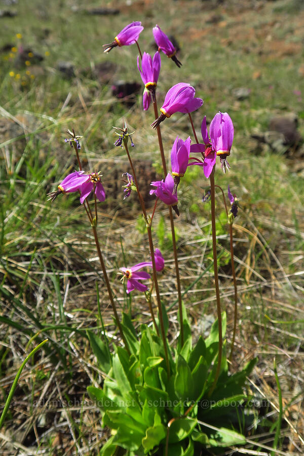 dark-throated shooting stars (Dodecatheon pulchellum var. monanthum (Primula pauciflora var. monantha)) [Days Gulch Botanical Area, Josephine County, Oregon]