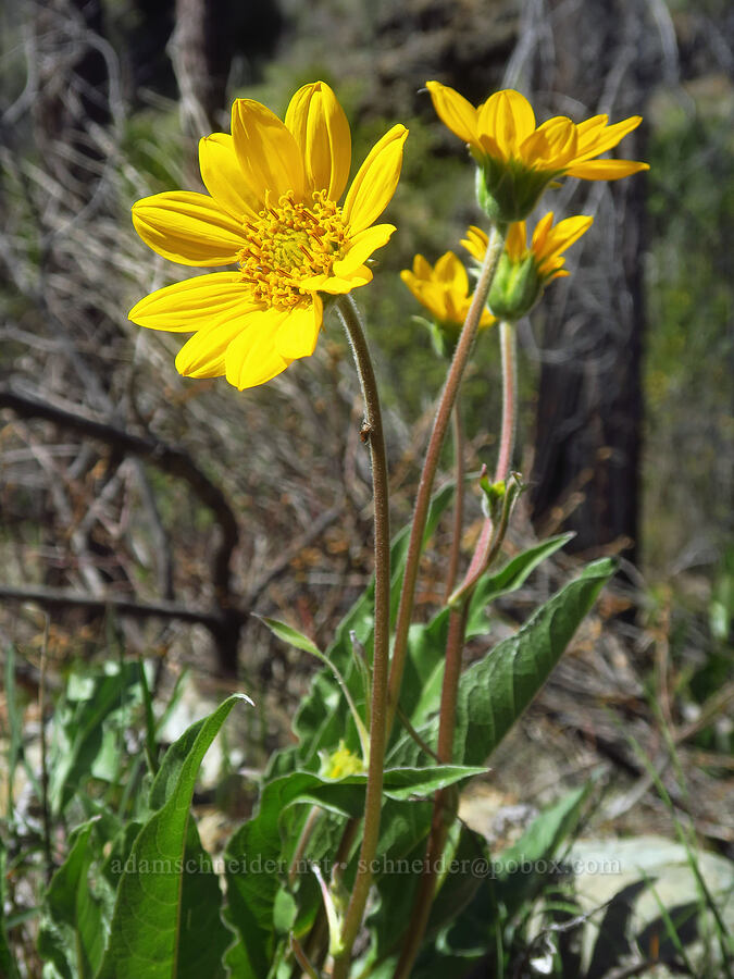 skinny-leaved northwest balsamroot (Balsamorhiza deltoidea) [Days Gulch Botanical Area, Josephine County, Oregon]